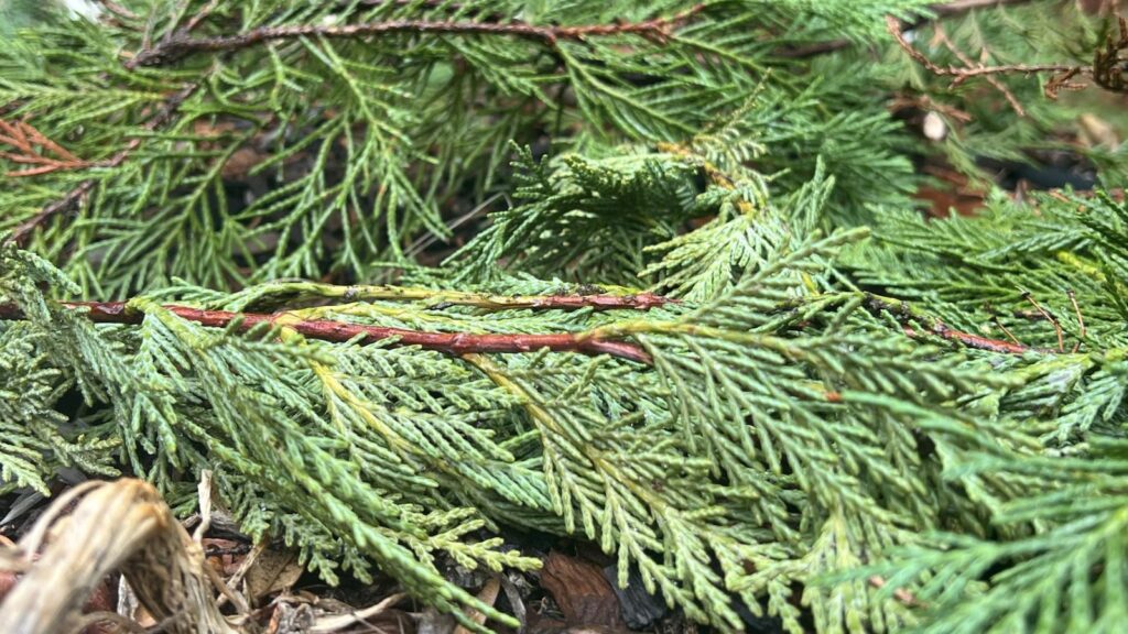 What to do with your Christmas tree? Here’s some alternatives to the landfill