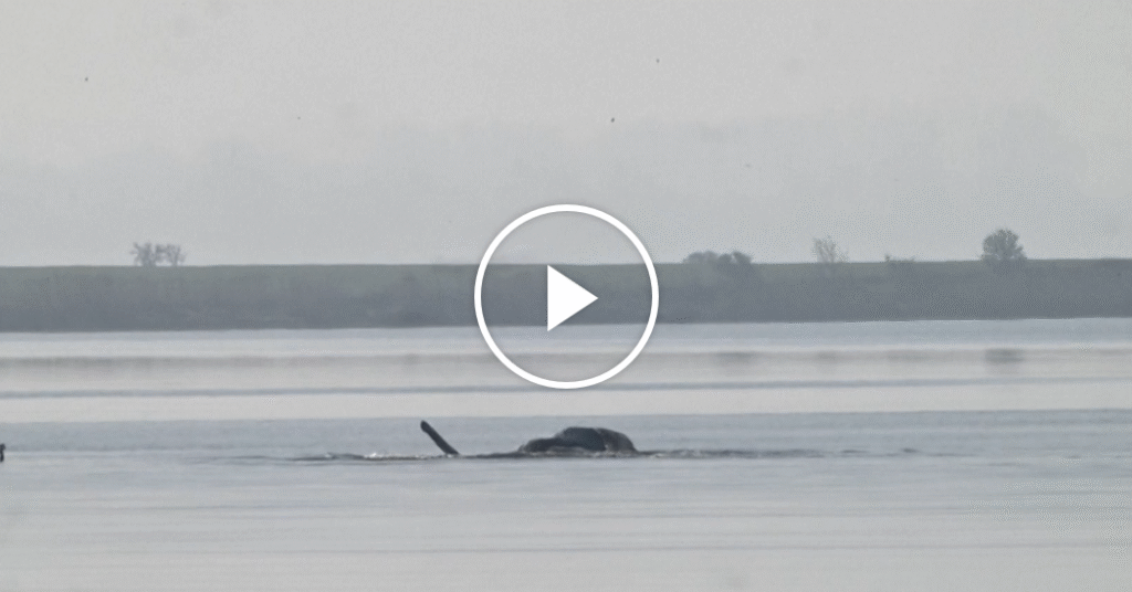 Timmy the Whale Found Dead In Denmark