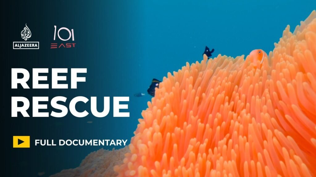 Can “super coral” and cooling the sea, save reefs from climate change? | Climate