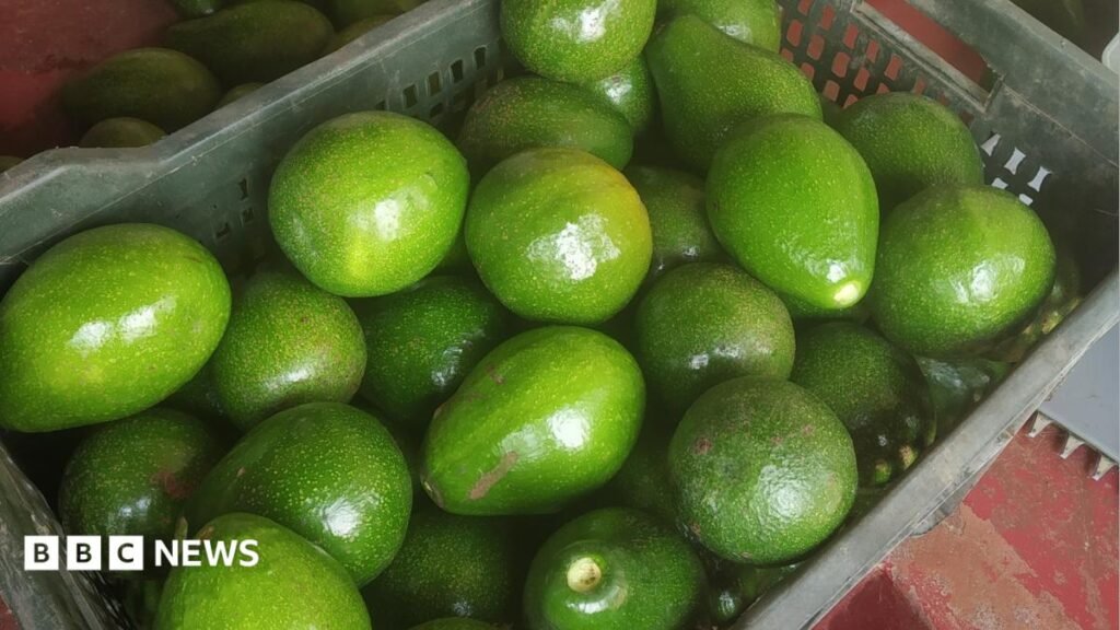 Indian farmers struggle to meet the demand for avocados