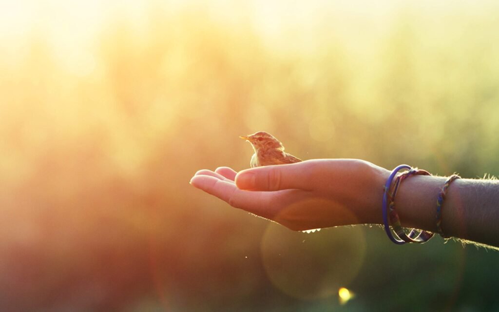 Learning the Light Touch of Allowing